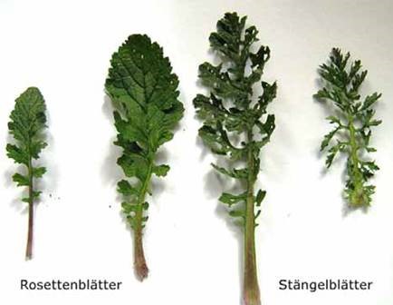 newsimages/73-Unkraut 2.jpg